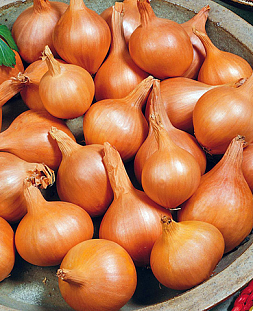 Лук семейный (шалот) Великоустюгский