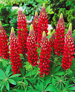 Люпин гибридный красный