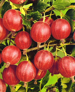 Саженцы Крыжовник Нарядный