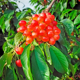 Черешня Сестренка