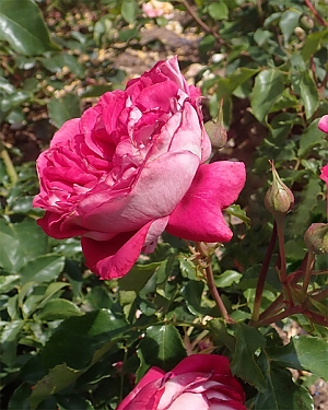 Роза чайно-гибридная Максим