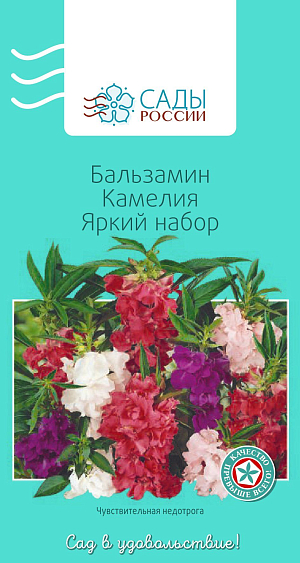 Бальзамин Камелия Яркий набор

Прямостоячий кустик с мясистыми гладкими побегами и сидящими в пазухах листьев простыми или махровыми крупными цветками до 5 см в диаметре. «Камелия яркий набор» – восхитительные переливы нежных лавандово-розовых, лиловых и ярких малиновых оттенков. Теплолюбив, посадка рассады в грунт после того, как минует угроза возвратных заморозков.