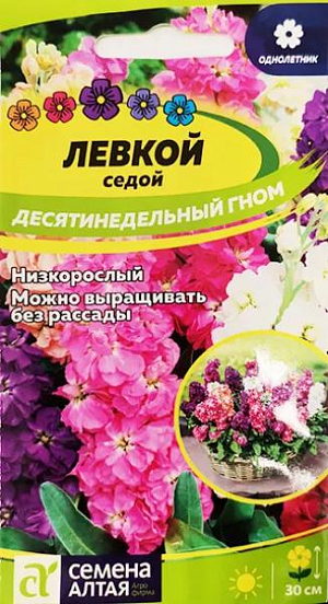 Семена Левкой Гном седой десятинедельный.<br>
 <br>
 Декоративно-цветущий светолюбивый летник высотой 30 см. Крупные махровые цветки собраны в густые кисти, белые, розовые, малиновые, или кремовые. Цветение продолжается с июня по август. Для ярких цветников, букетов и смешанных рабаток.<br>
 <br>
 Выращивают через рассаду - с конца февраля для более раннего цветения. Также можно высевать семена непосредственно в грунт ранней весной или под зиму. Растение светолюбивое, холодостойкое, предпочитает дренированные, удобренные почвы на солнечных участках. Для продления сезона можно производить посев в несколько сроков с интервалом в 3 недели.<br>