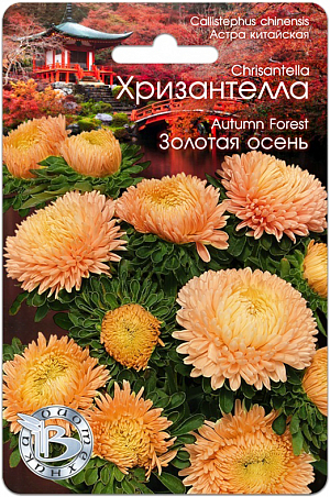 Семена астра Хризантелла Золотая осень.<br>
<div>
 <br>
 Профессиональная серия для срезки .Сочетание качества и стойкости хризантемы и очарование астры .Соцветия диаметром от 12 до 15 см, настолько прочные, что не повреждаются любым дождем .Мощная корневая система обеспечивает устойчивость к полеганию.<br>
 <br>
 Новейшее направление в селекции и качестве астры, выращиваемой из семян.
</div>
<p>
 Удалось получить сочетание качества и стойкости хризантемы и очарование астры.
</p>
<p>
 Впервые представляется селекционная группа астры, объединенная не только общими ботаническими признаками, но и впечатлением, ассоциациями и переживаниями.
</p>
<p>
 Хризантелла – настроение, воплощенное в цветке.Форма цветка и расцветка подтверждена грунт-контролем данной партии. Однородность растений обеспечена калибровкой семян.
</p>
<p>
 Высота растения 60-80 см., стебель толстый и жесткий, активно формирует цветоносы второго порядка, которые дают 10-15 цветков на куст.
</p>
<p>
 Посев: апрель-начало мая для цветения в августе-сентябре. Семена равномерно распределяют по поверхности подготовленного стерильного (для избежания поражения сеянцев черной ножкой) грунта, слегка присыпают субстратом, полив теплой водой.Прорастание: 12-16 дней при температуре 15-16 °С.
</p>
<p>
 Пикировка: в фазе 2-3 настоящих листьев растения пикируют в горшки диаметром 6 см. Оптимальная температура при выращивании 14-16°С.
</p>
<p>
 Высадка в грунт: рассаду высаживают в грунт в возрасте 40-50 дней. При высадке рекомендуется схема 15x20 см., 32 растения на м кв.
</p>
<p>
 Особенности: не рекомендуется выращивать астры на одном месте более одного года. Не допускать плотных посадок, чтобы избежать поражения грибковыми заболеваниями.<br>
</p>
 <br>