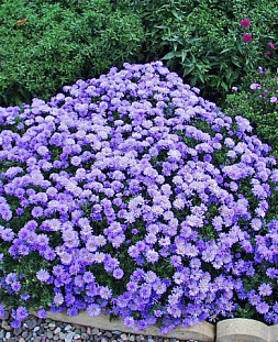 Саженец Астра кустарниковая Леди ин блю