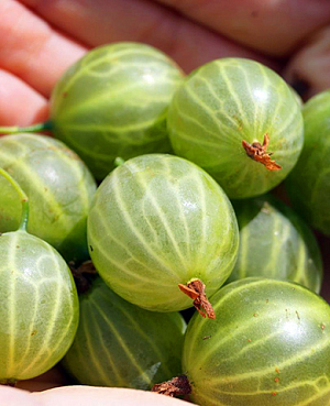 Саженцы Крыжовник Мукуринес