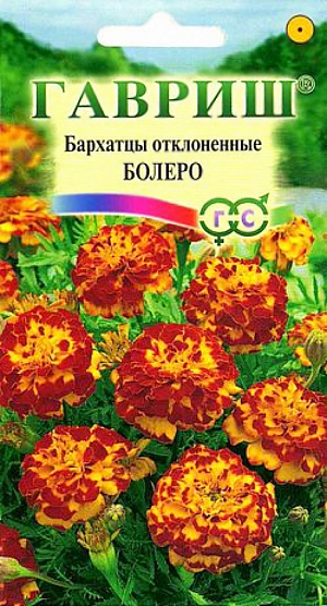 Семена Бархатцы Болеро отклоненные.
Однолетнее растение семейства Сложноцветные. 
Стебли прямостоячие, 25-30 см высотой, сильно ветвистые от основания, боковые побеги отклоненные. 
Соцветия махровые, красно-коричневые с золотисто-желтыми пятнами. 
В открытый грунт можно высевать в конце мая — начале июня. Всходы появляются на 5-10 день.
Почву желательно накрыть нетканым материалом (акрил, лутрасил). 
В этом случае сеять можно на неделю-полторы раньше обычных сроков и тем самым ускорить цветение. 
На рассаду сеют в начале апреля. Цветение начнется в июне. 
Бархатцы используют во всех видах цветников. Они хорошо растут в горшках, вазонах, балконных ящиках, в сочетании с примулами и цинерариями. 
Осенью цветущие растения можно перенести в комнату, где они прекрасно растут в течение всей зимы, а весной, высаженные в открытый грунт, образуют большой цветущий куст.
