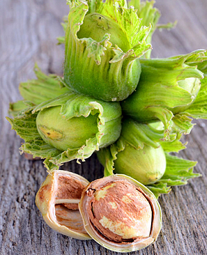 Саженцы Фундук Первенец