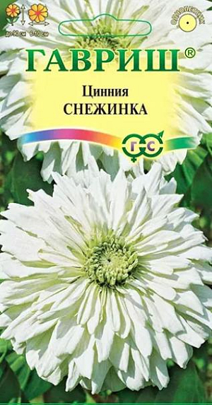 Семена Цинния Снежинка.
Эффектная высокорослая цинния с белоснежными кактусовидными соцветиями 6-10 см в диаметре.
 Образует мощный, ветвистый от основания куст высотой 90 см. Цветение продолжительное и обильное с июля по сентябрь. 
Цинния светолюбива, засухоустойчива и теплолюбива. Выращивают рассадным способом. Семена высевают в апреле.
 Всходы появляются через 4-6 дней. 
В начале июня растения высаживают на расстоянии 30 см. Используется для озеленения и получения срезки.