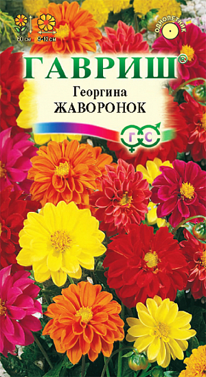 Семена Георгина Жаворонок.
Многолетнее травянистое растение, чаще культивируемое, как однолетник из семейства Астровые. 
Формирует прямостоячий полураскидистый кустик высотой до 60 см. Цветоносы прочные. 
Соцветия махровые, реже полумахровые, диаметром 9-12 см желтой, белой, розовой, красной, пурпурно-карминной окраски. 
Цветение обильное с июля до заморозков. Предпочитает солнечные, защищенные от ветра участки с рыхлой плодородной почвой.
Выращивается рассадным способом. Посев семян на рассаду проводят в марте-апреле. 
При температуре почвы 18°С всходы появляются через 7-14 дней. в открытый грунт растения высаживают после окончания весенних заморозков.
Растения зацветает через 2-3 месяца после посева. Используется для посадки на клумбах, рабатках, в группах.