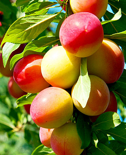 Саженцы Алыча колонновидная