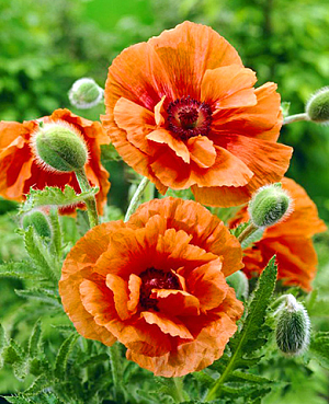 Мак Харвест мун