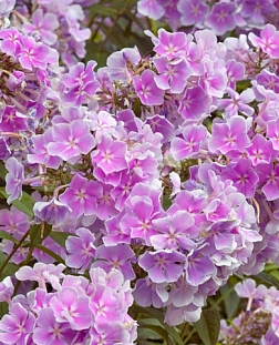 Флокс метельчатый Франц Шуберт