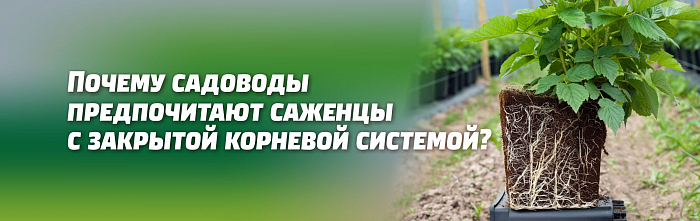 ПОЧЕМУ САДОВОДЫ-ОГРОДНИКИ ПРЕДПОЧИТАЮТ ДЕЛАТЬ ВЫБОР ПОКУПКИ САЖЕНЦЕВ С ЗАКРЫТОЙ КОРНЕВОЙ СИСТЕМОЙ (ЗКС).