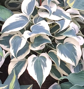 Хоста Блю Айвори