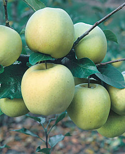 Саженцы Яблоня Белый налив