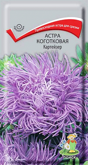 Семена Астра Картейзер коготковая. Совершенно новая форма цветка. Растение пирамидальной формы, высотой 70-75 см. Цветоносы прочные, длиной 50 см. Соцветия округло - плоские, махровые, диаметром 7-10 см. Язычковые тёмно-синей окраски, цветки сложены по длине в трубки, слегка загнуты внутрь, закрывают диск жёлтых трубчатых цветков. Цветет август-сентябрь. Используют очень широко: для посадки в сборные цветники группами, на рабатки - рядами, для бордюров и срезки.<br>
 <br>
 <br>
Растение предпочитает открытое солнечное место, но выносит и полутень. Лучше растет на легких, плодородных почвах. Не переносит внесения органических удобрений в год посадки. Семена высевают с середины февраля по апрель. Глубина заделки семян 0,5 см. При температуре почвы +20°C всходы появляются на 7-14 день. Через 3-4 недели посевы пикируют и выращивают при температуре почвы +12-15°C. В грунт рассаду высаживают во второй половине мая, выдерживая расстояние между растениями 20-30 см. 