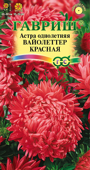 Семена Астра Вайолеттер красная <br>
 <br>
 Растение колонновидное, с 10-12 цветоносами, высотой до 80 см. Соцветия пионовидные, округлые, состоящие из длинных язычковых розово-красных цветков, завихряющихся к центру. Для выращивания подходят хорошо освещенные участки с плодородной суглинистой или супесчаной почвой. Астры обладают высокой холодостойкостью – хорошо переносят заморозки до -3-4°C. Выращивают, чаще всего, рассадным способом. Используются для получения срезки и оформления участка.<br>
 <br>