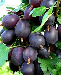 Саженцы Крыжовник Черносливовый