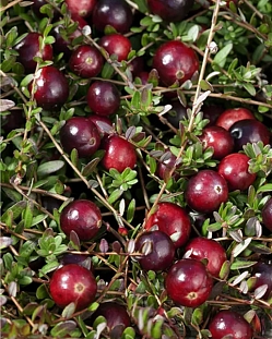 Саженцы Клюква Ред Стар