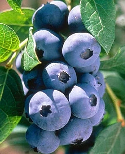 Саженцы Голубика Чандлер