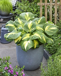 Хоста Хитвейф хармони