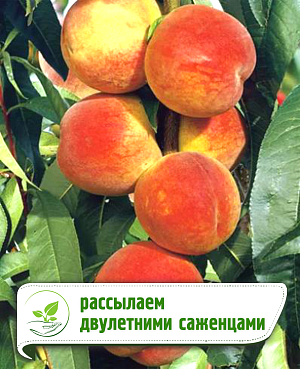 Саженцы Персик Инка