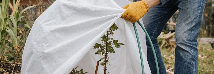 Зимовка неженок: инженерное искусство создания воздушно-сухих укрытий для роз и винограда