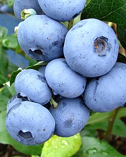 Саженцы Голубика Пуру