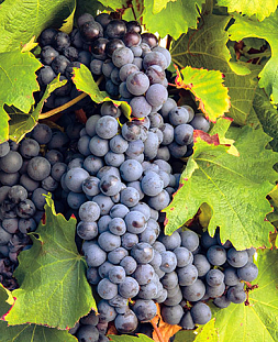 Саженцы Виноград Маршал Фош