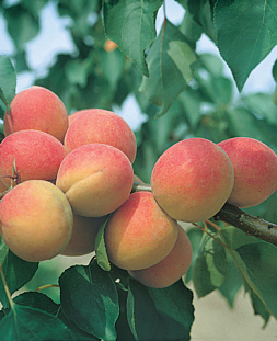 Саженцы Абрикос Горный Абакан