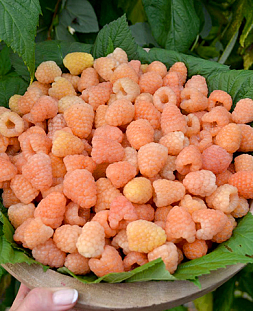 Саженцы Малина Промик