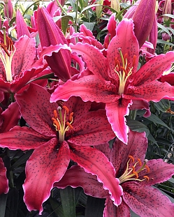 Лилия восточная Блэк Белт