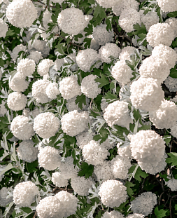 Калина Бульдонеж