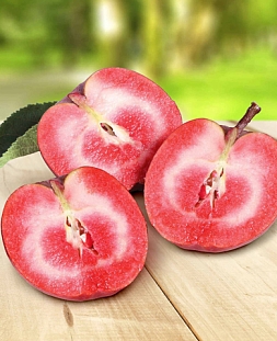 Саженцы Яблоня колонновидная Рэд лав