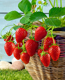 Саженцы Земклуника Боярыня