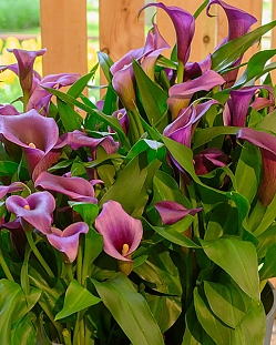 Калла Пако Калла Пако