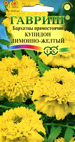 Семена Бархатцы Купидон Лимонно-желтый прямостоячие.
Однолетнее растение семейства Сложноцветные. 
Стебли прямостоячие, 20 см высотой, сильно ветвистые от основания, боковые побеги отклоненные. 
Соцветия-корзинки яркого лимонно-желтого цвета, 10-12 см в диаметре. 
В открытый грунт можно высевать в конце мая — начале июня. Всходы появляются на 5-10 день. 
Почву желательно накрыть нетканым материалом (акрил, лутрасил).
В этом случае сеять можно на неделю-полторы раньше обычных сроков и тем самым ускорить цветение. На рассаду сеют в начале апреля. 
Цветение начнется в июне. Бархатцы используют во всех видах цветников. 
Они хорошо растут в горшках, вазонах, балконных ящиках, в сочетании с примулами и цинерариями. 
Осенью цветущие растения можно перенести в комнату, где они прекрасно растут в течение зимы, а весной, высаженные в открытый грунт,
 образуют большой цветущий куст.
