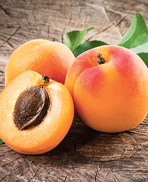 Саженцы Абрикос Оренбургский