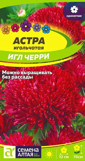 Семена Астра "Черри Игл".<br>
Очаровательное однолетнее растение с крупными шаровидными игольчатыми соцветиями. Растение пирамидальной формы устойчивое, крепкое, высотой 60-70 см. Соцветия густомахровые игольчатые, диаметром 10-12 см, имеют насыщенный цвет и тонкий аромат. Среднее количество одновременно раскрытых соцветий на одном растении 5-6 шт. Отлично смотрится в высоком бордюре, на смешанной клумбе или в групповой посадке на газоне, а в срезке она просто восхитительна! Холодостойкое, светолюбивое растение, может расти в полутени. Хорошо растет на обычной садовой почве без свежей органики, кислые почвы необходимо нейтрализовать известью. Семена на рассаду высевают в марте-апреле, глубина заделки 0,5 см. Посевы содержат при температуре +15-18°С. Сеянцы пикируют с появлением первой пары настоящих листочков. В открытый грунт рассаду высаживают во второй половине мая. Перед высадкой в открытый грунт её закаливают в течение 1-2 недель, снизив температуру до +10°С. Схема посадки 30×30 см. Возможен посев семян в открытый грунт в конце апреля под временное укрытие на глубину 0,5-1,0 см (с последующим прореживанием всходов), или под зиму (в конце октября) на глубину 3 см. Сверху посевы мульчируют торфом или опилками слоем 3-5 см. Весной посевы раскрывают. Цветение длится с июля до конца сентября.