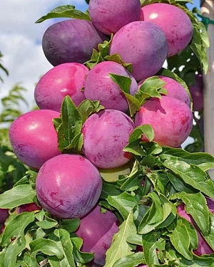 Саженцы Слива колонновидная Командор