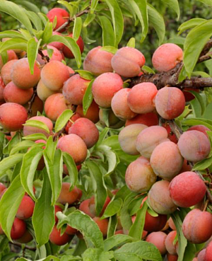 Саженцы Слива Алтайская Юбилейная