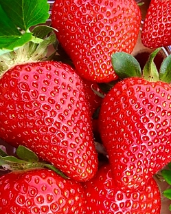 Саженцы Клубника (Земляника) садовая Вивара