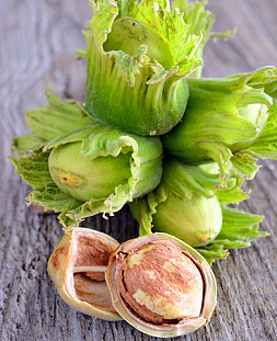 Саженцы Фундук Первенец