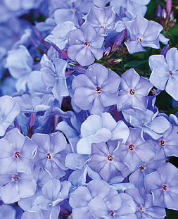 Саженец Флокс метельчатый Этуаль де Пари