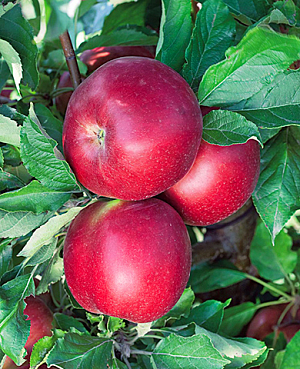 Саженцы Яблоня Васюган