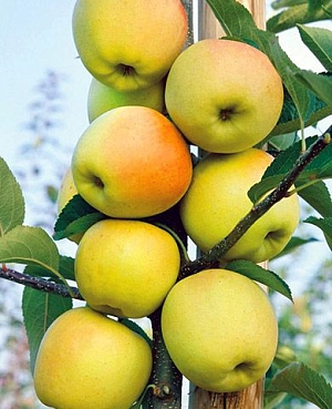 Саженцы Яблоня Диалог