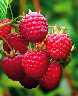 Саженцы Малина Вилламет