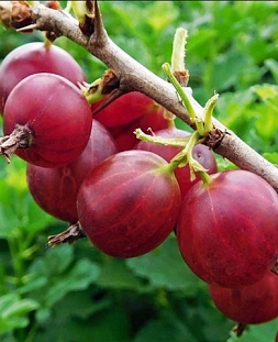 Саженцы Крыжовник Авангард