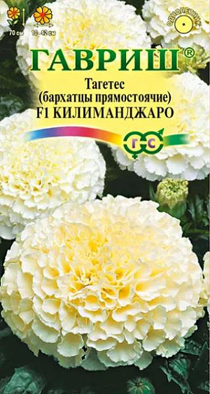 Семена Бархатцы Килиманджаро F1 прямостоячие<br>
 <br>
 Одно из самых распространенных однолетних растений семейства Астровые. Образует куст высотой 60-70 см с ясно выраженным главным побегом. Соцветия густомахровые, 10-12 см в диаметре. Цветет с июня по сентябрь.&nbsp;Светолюбивы и теплолюбивы, заморозков не переносят. К почвам нетребовательны, но предпочитают плодородные легкие почвы. Выращивают, как правило, рассадным способом. Используют для посадки на клумбах, в группах, для получения срезки.<br>